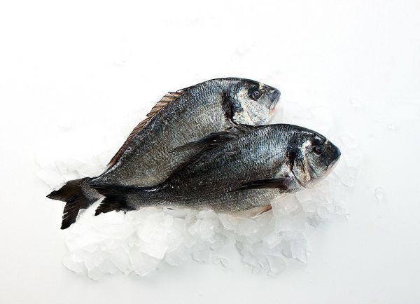 Dorade Royal
